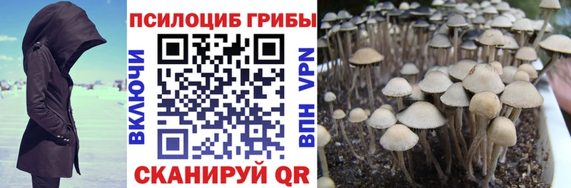 это какой сайт  наркотики  Кочубеевское  Псилоцибиновые грибы Psilocybe 